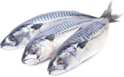 Makrela s hlavou cca 400g